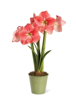 Star Potted Amaryllis -Deals The Garden & Yard Store 8611500 2022 sweetstar silo sweet star potted amaryllis