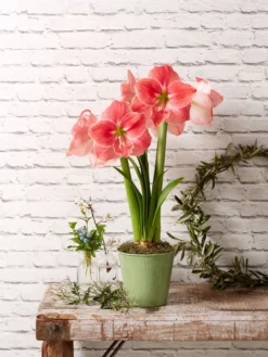 Star Potted Amaryllis -Deals The Garden & Yard Store 8611500 2022 sweetstar sweet star potted amaryllis