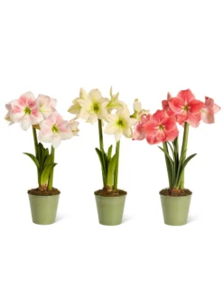 Star Potted Amaryllis -Deals The Garden & Yard Store 8611508 2022 starpotted silo