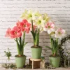 Star Potted Amaryllis