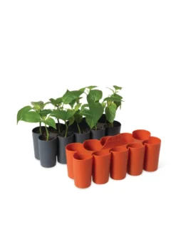 Sili-Seedlings® Seedling Tray, 10-Cell 8 Sili-Seedlings® Seedling Tray, 10-Cell -Deals The Garden & Yard Store 8611886 5192 tif