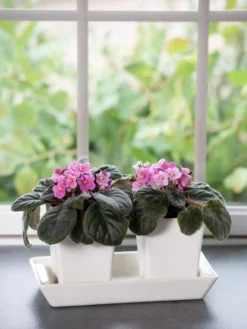Stoneware Self-Watering Windowsill Planters, Set Of 2