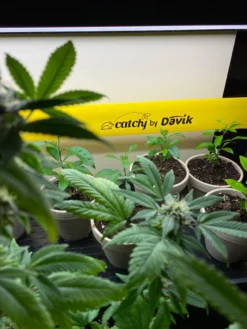 Catchy Natural Greenhouse Pest Protection Sticky Roll, 30’ 7 Catchy Natural Greenhouse Pest Protection Sticky Roll, 30’ -Deals The Garden & Yard Store 8611979 8004