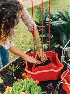 Deluxe Tomato Halos, Set Of 2 -Deals The Garden & Yard Store 8612045 135 tif