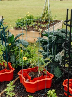 Deluxe Tomato Halos, Set Of 2 -Deals The Garden & Yard Store 8612045 226 tif