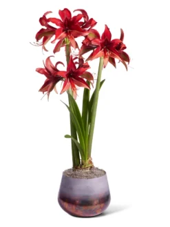 Cybister Potted Amaryllis -Deals The Garden & Yard Store 8612501 bogota silo 2022