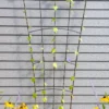 Flock Of Friends Wall Trellis