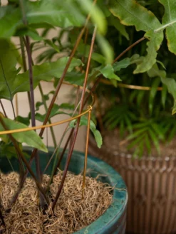 Brass Plated Grow Throughs, Set Of 2 -Deals The Garden & Yard Store 8612661 0043