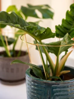 Brass Plated Grow Throughs, Set Of 2 -Deals The Garden & Yard Store 8612662 0047 brass plated grow throughs set of 2