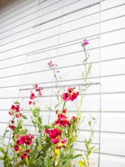 Chicken Wire Wall Trellis