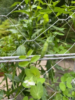 Chicken Wire Pea Trellis -Deals The Garden & Yard Store 8612718 7307