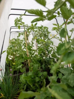 Cotton All Purpose Garden Cover 8 Cotton All Purpose Garden Cover -Deals The Garden & Yard Store 8612815 0039 tif