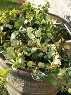 Round Rain Barrel With Planter, 35 Gallons -Deals The Garden & Yard Store 8612856WALNT 03V tif