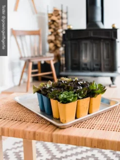 Gardener's Best® XL 6-Cell Planting Tray, Set Of 4 -Deals The Garden & Yard Store 8613031 01IN cdt