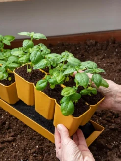 Gardener's Best® XL 6-Cell Planting Tray, Set Of 4 -Deals The Garden & Yard Store 8613031 6300