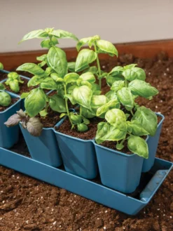 Gardener's Best® XL 6-Cell Planting Tray, Set Of 4 -Deals The Garden & Yard Store 8613031 6302