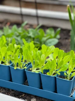 Gardener's Best® XL Seed Starting Kit -Deals The Garden & Yard Store 8613066 01TEST