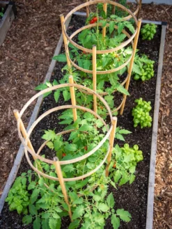 Bamboo Tomato Cages, Set Of 3 -Deals The Garden & Yard Store 8613426 6916