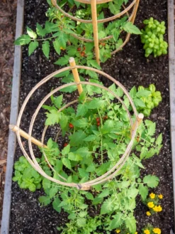 Bamboo Tomato Cages, Set Of 3 -Deals The Garden & Yard Store 8613426 6921