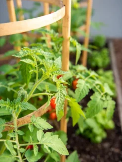 Bamboo Tomato Cages, Set Of 3 -Deals The Garden & Yard Store 8613426 6934