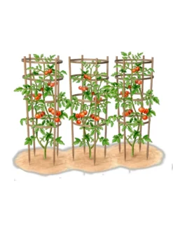 Bamboo Tomato Cages, Set Of 3 -Deals The Garden & Yard Store 8613426 art