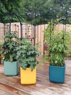 Oasis Self-Watering Tomato Planter With Trellis