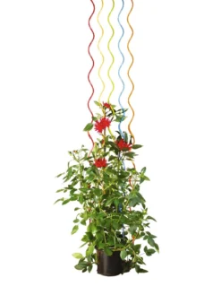 Rainbow Spiral Supports, Set Of 5 -Deals The Garden & Yard Store GS36377 03S tif