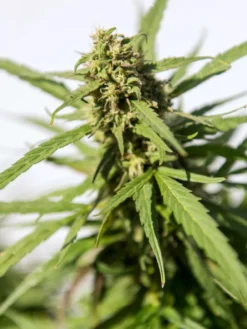 Hemp Success Kit -Deals The Garden & Yard Store Hemp 0065 tif