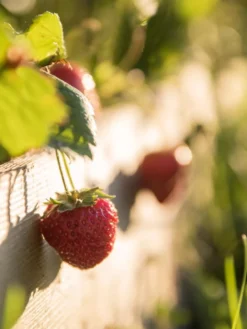 3-Tier Strawberry Bed -Deals The Garden & Yard Store Strawberry3 3167 tif