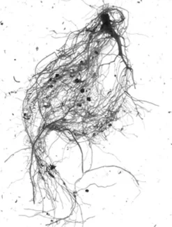 GrowLab® Compact 3-Tier Light Garden With Classroom Guide -Deals The Garden & Yard Store gstrootscan 01 1
