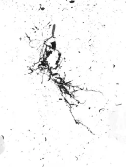 GrowLab® Compact 3-Tier Light Garden With Classroom Guide -Deals The Garden & Yard Store gstrootscan 02 1